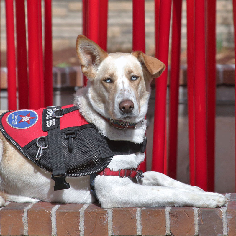 service-dog